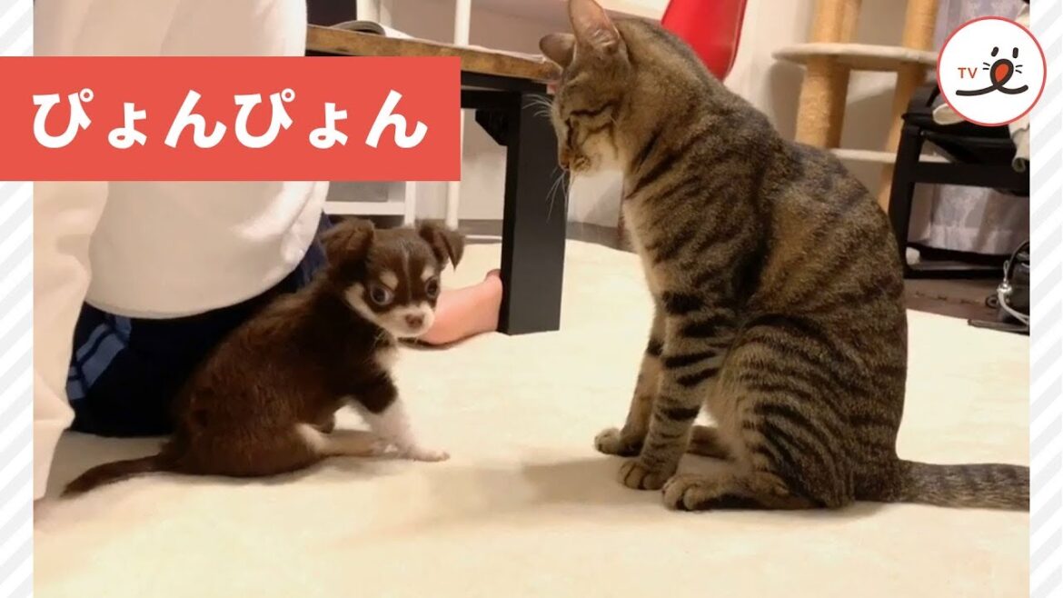 テンションが急に上がってしまい…ぴょんぴょん跳ねる子犬と、クールな兄猫✨【PECO TV】