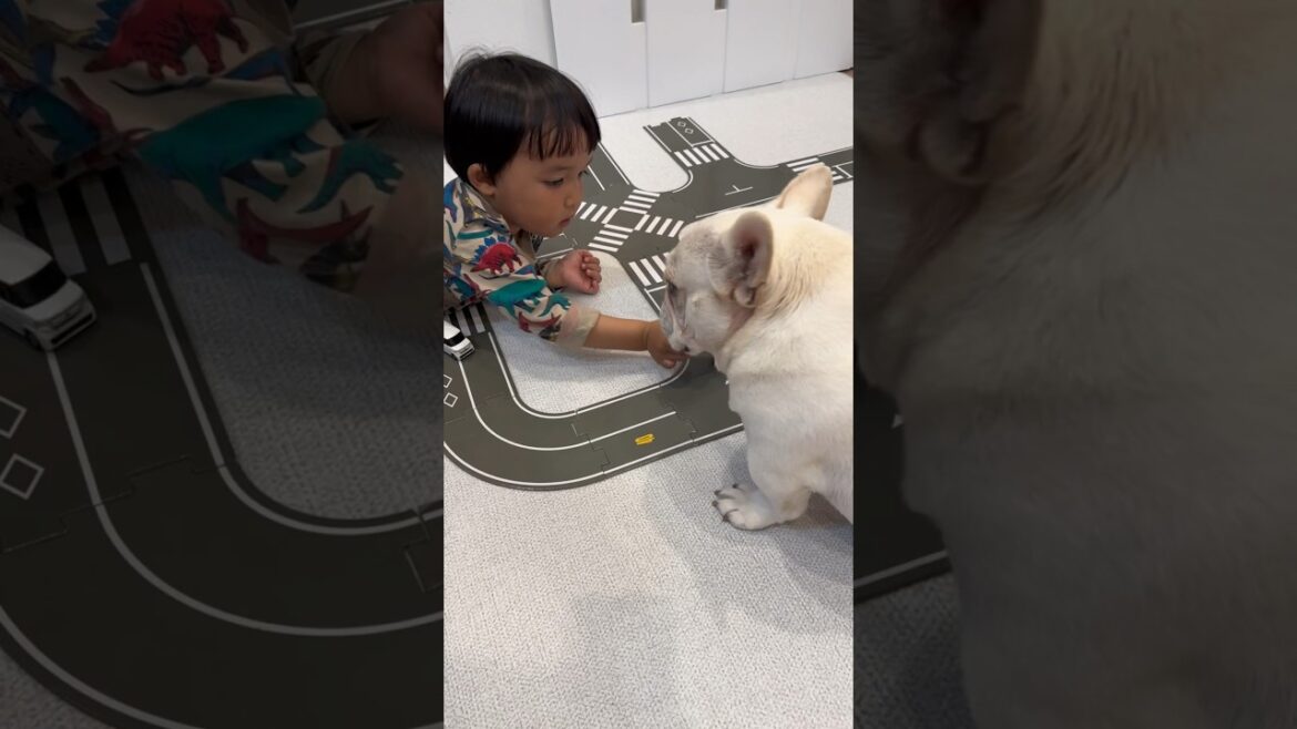 フレンチブルドッグに遊び方を教える3歳児 #shorts #保護犬