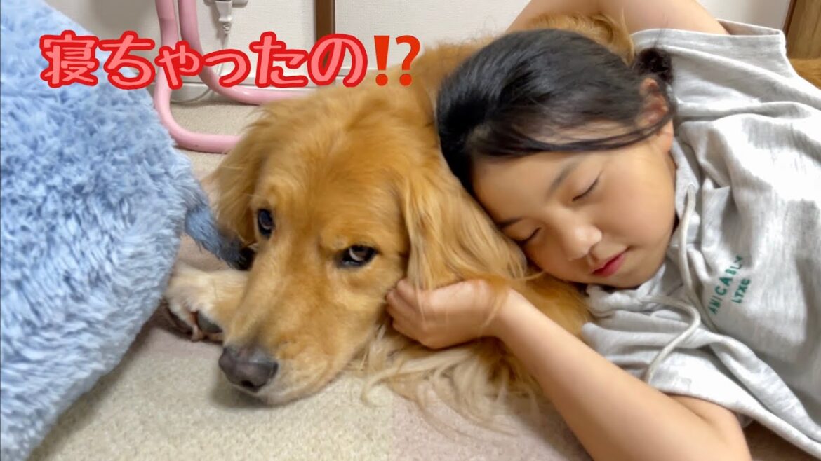 遊びの途中で寝たフリをされても優しく寄り添う大型犬クッキー【ゴールデンレトリバーとミニチュアダックスフンド】