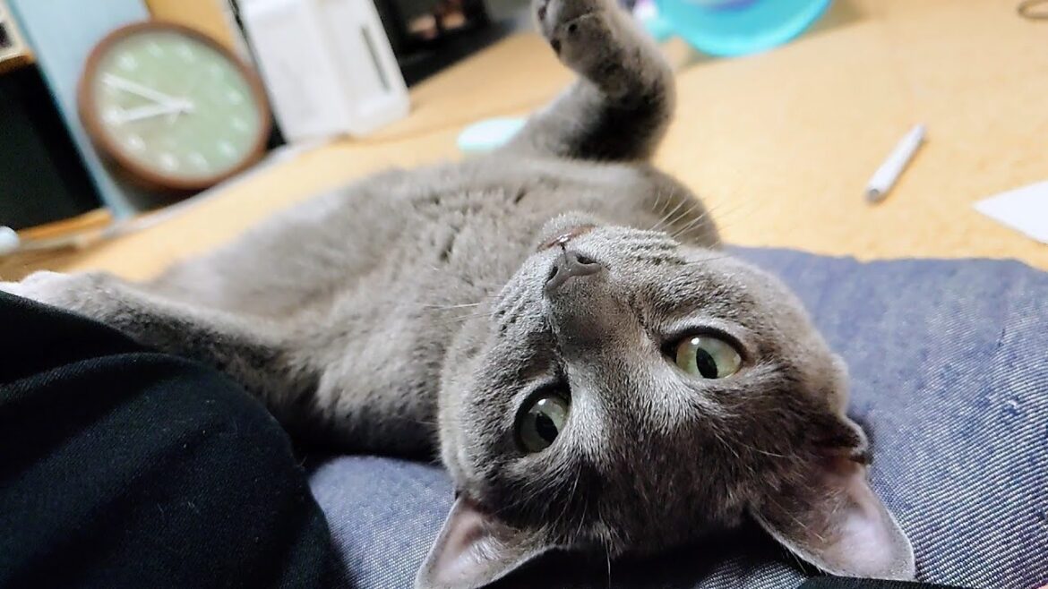 【猫動画】どんどん自分の陣地を広げるロシアンブルー【russianbule】The Russian Blue is expanding its territory more and more