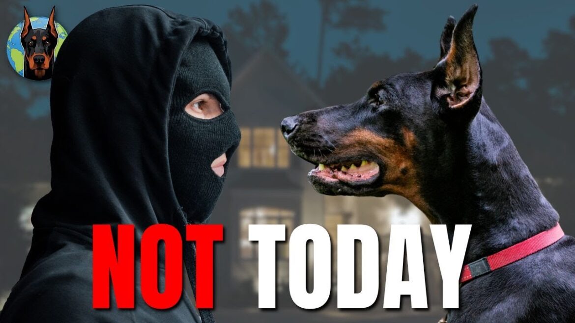 The Doberman is a NIGHTMARE for Intruders