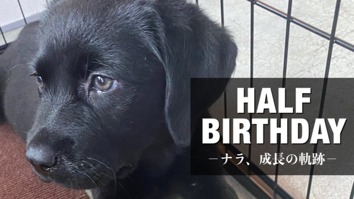 【子犬　感動】黒ラブパピー、生後２ヶ月〜６ヶ月までの成長記録！涙が止まらない…［ラブラドールレトリバー］