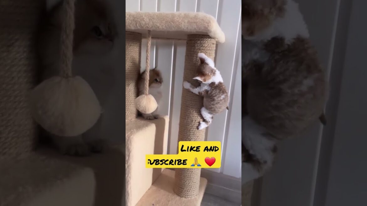 Cute Little Brown Cats Playing 😍😹 #cutecats #shorts