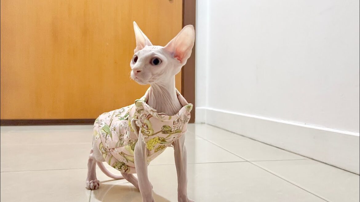 家の中を探索する毛のない新入り子猫【スフィンクス猫】
