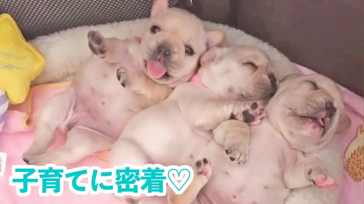 可愛すぎるフレブル赤ちゃんに密着です♡ フレブルママとパパの初めての子育て！【PECO】