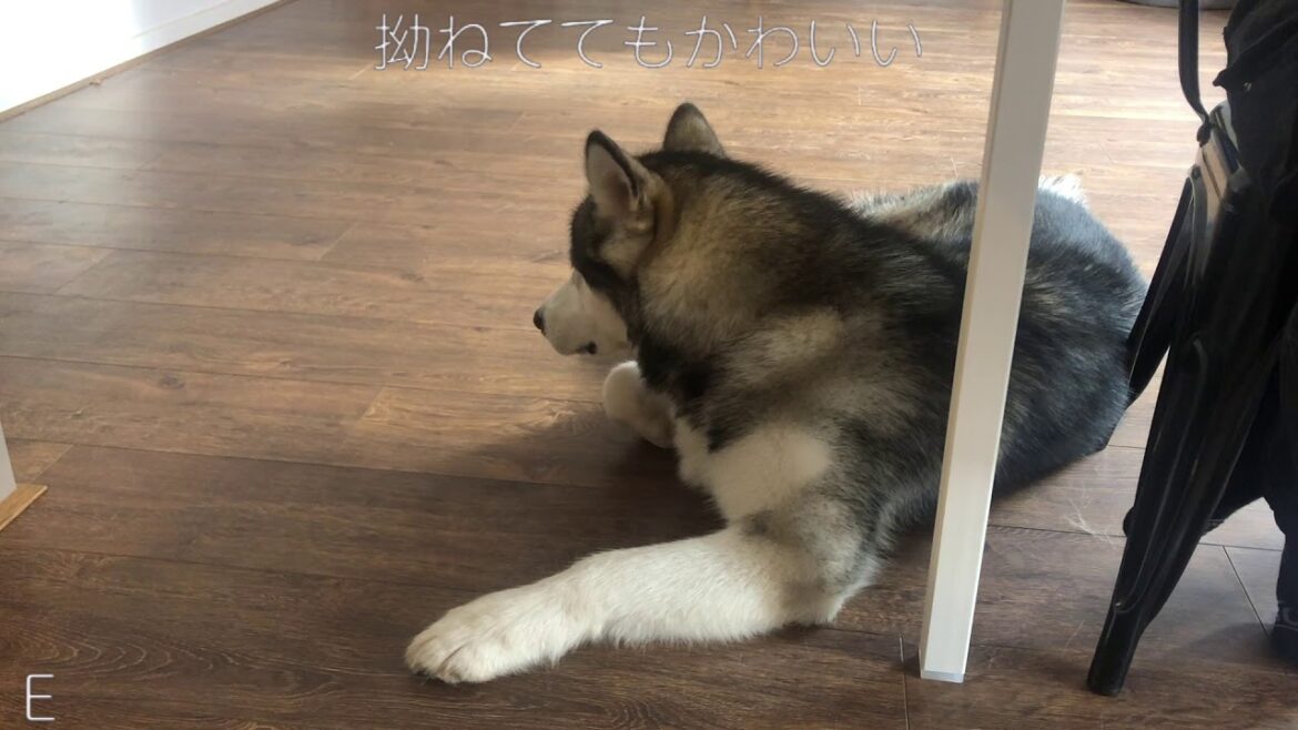 お裾分けが欲しくてたまらないアラスカンマラミュートミシカ　Cheeky Alaskan malamute trying to get food