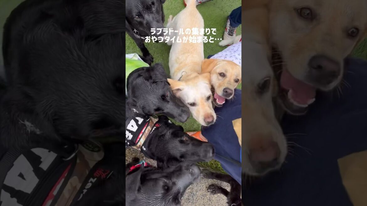 ラブラドールの集まりでおやつタイムが始まると…★ When snack time begins at a Labrador gathering...#shorts #大型犬 #dog