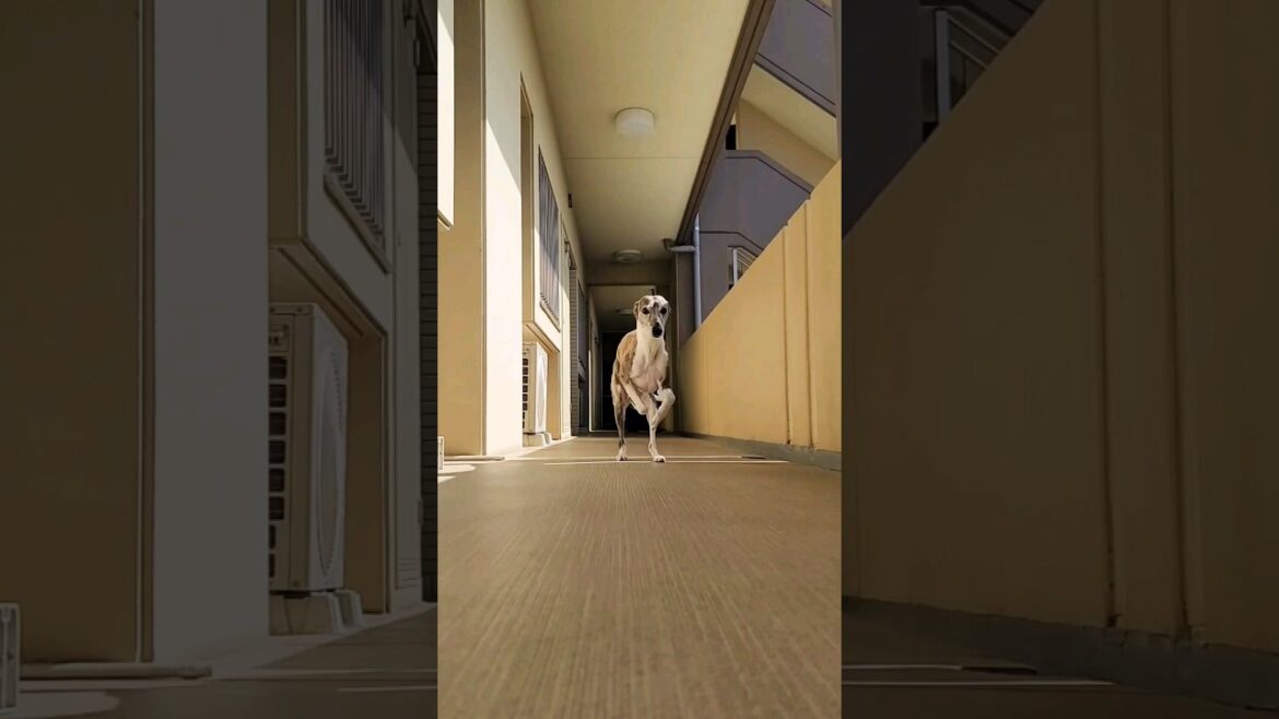 全力お見送り。からの、置いてけぼりに不貞腐れる、ウィペットのカイトおじさん。 Whippet Dog KAITO Super Seeing Off and Become Irresponsible.