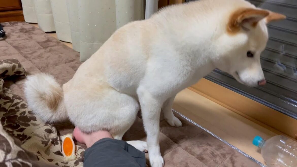 柴犬よ、なぜそこに座る！！重い愛情表現をする柴犬がこちらです(笑)