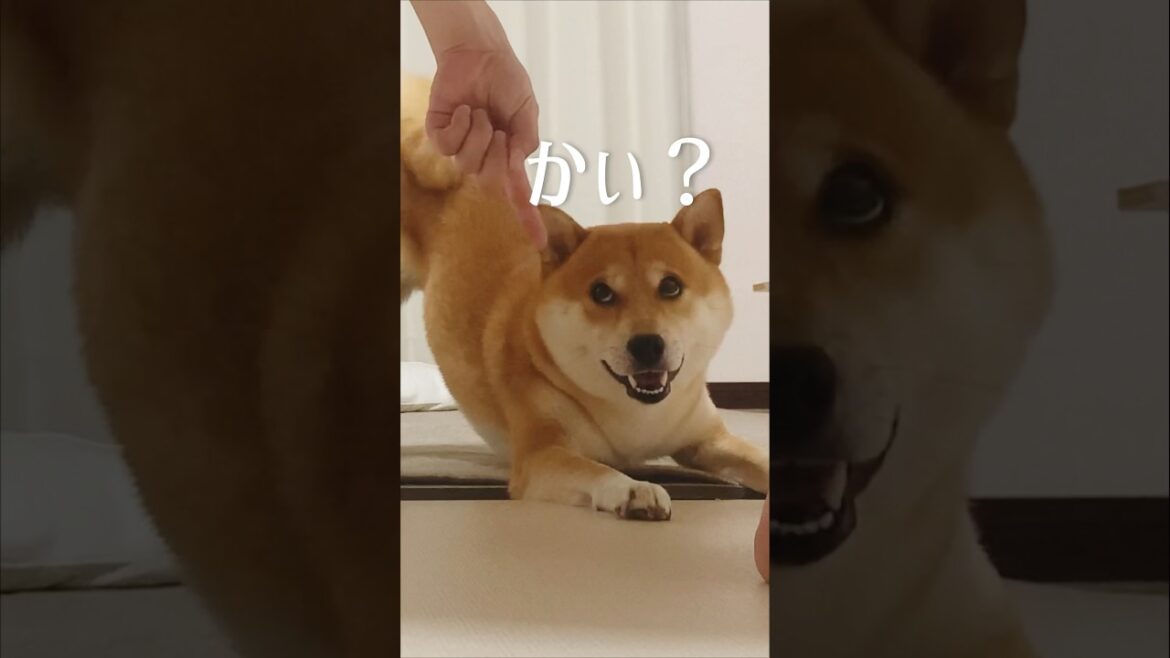 ストレッチマンと柴犬こむぎの朝はかわいいし忙しい#shorts