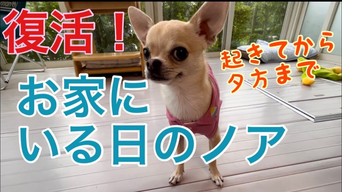 復活しました！家で過ごす日常のノアのゆるい動画ですがまったり観ていって下さい『チワワのノア』