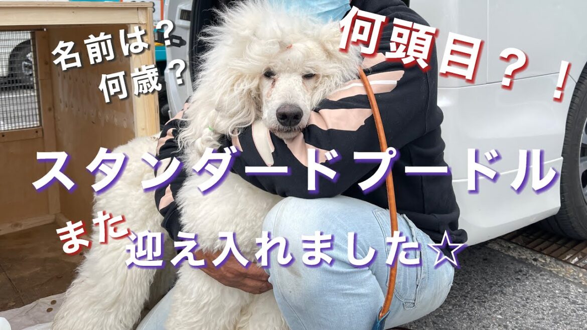 【超多頭飼い】新しい家族を紹介します【プードル】 【超多頭飼い】新しい家族を紹介します【プードル】
