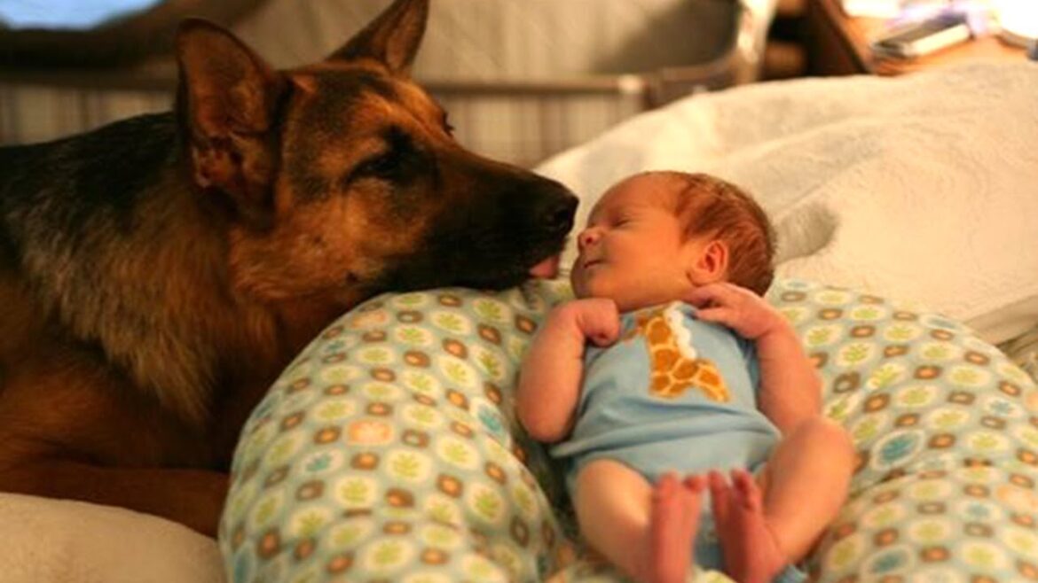 「赤ちゃんと犬」何をされても怒らないジャーマン・シェパード犬・優しすぎる! 「赤ちゃんと犬」何をされても怒らないジャーマン・シェパード犬・優しすぎる!