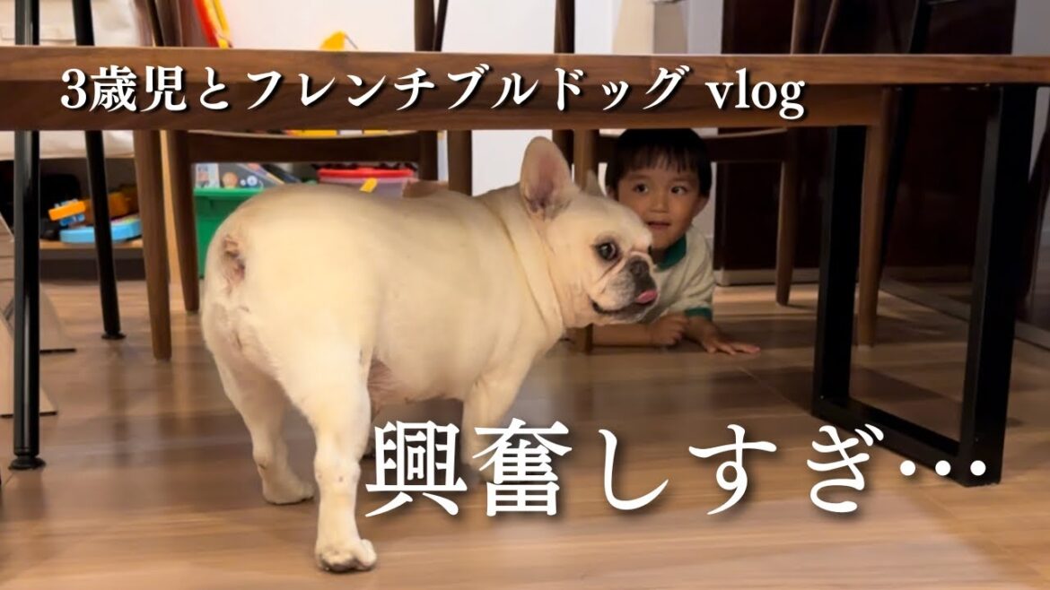 3歳児とフレンチブルドッグの現実的なルーティン / 1日2回しか見れない愛犬のレアな瞬間 3歳児とフレンチブルドッグの現実的なルーティン / 1日2回しか見れない愛犬のレアな瞬間