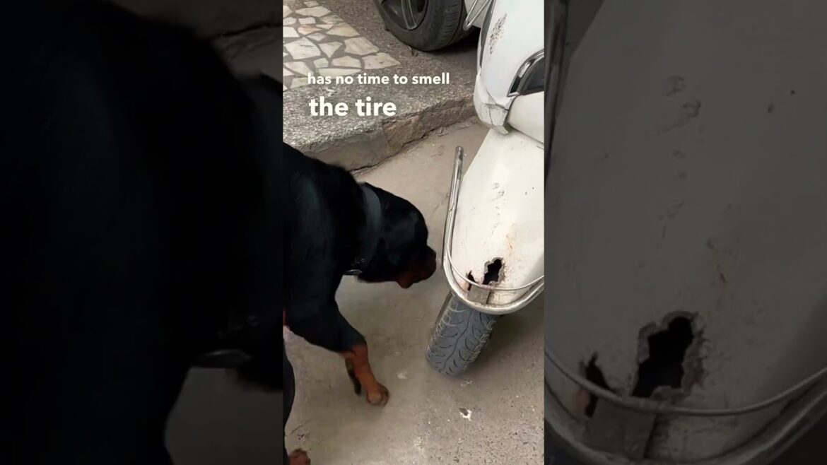 Bubzee The Male Rottweiler Character Building. Rottweilers Trained Are A Bliss. #shorts  #rottweiler