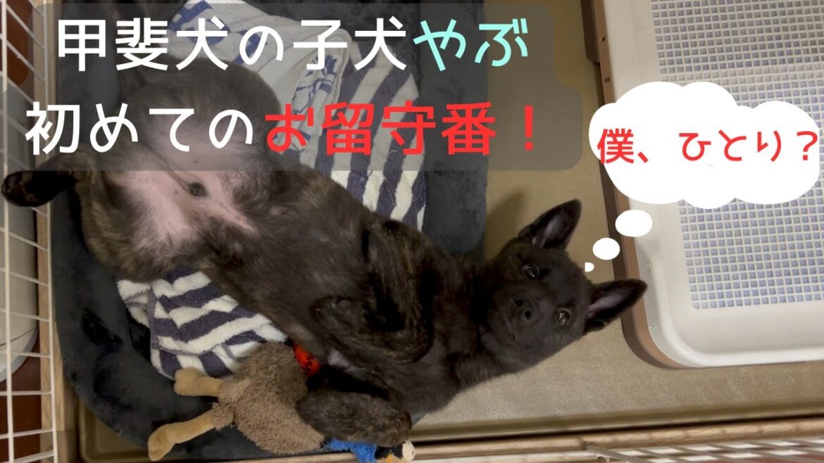【甲斐犬】子犬やぶのお留守番【隠し撮り】その結果は...？？