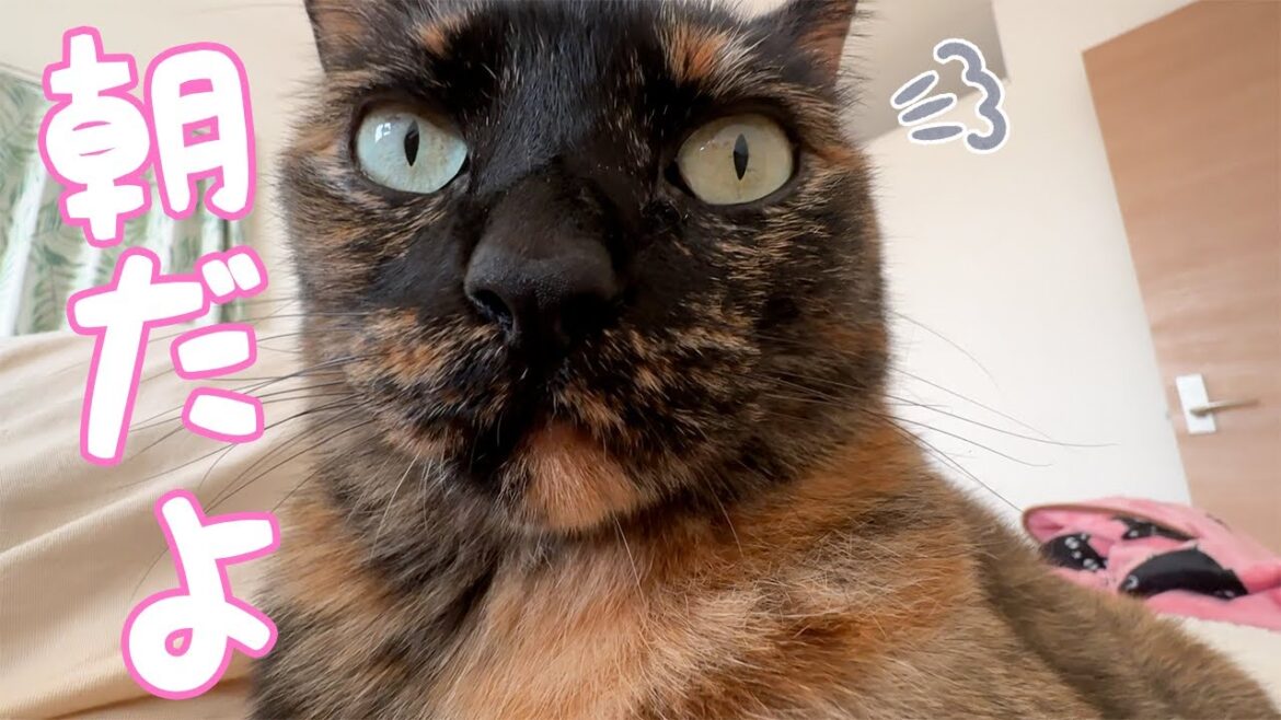 猫たちのママの朝の起こし方が変わりました…！