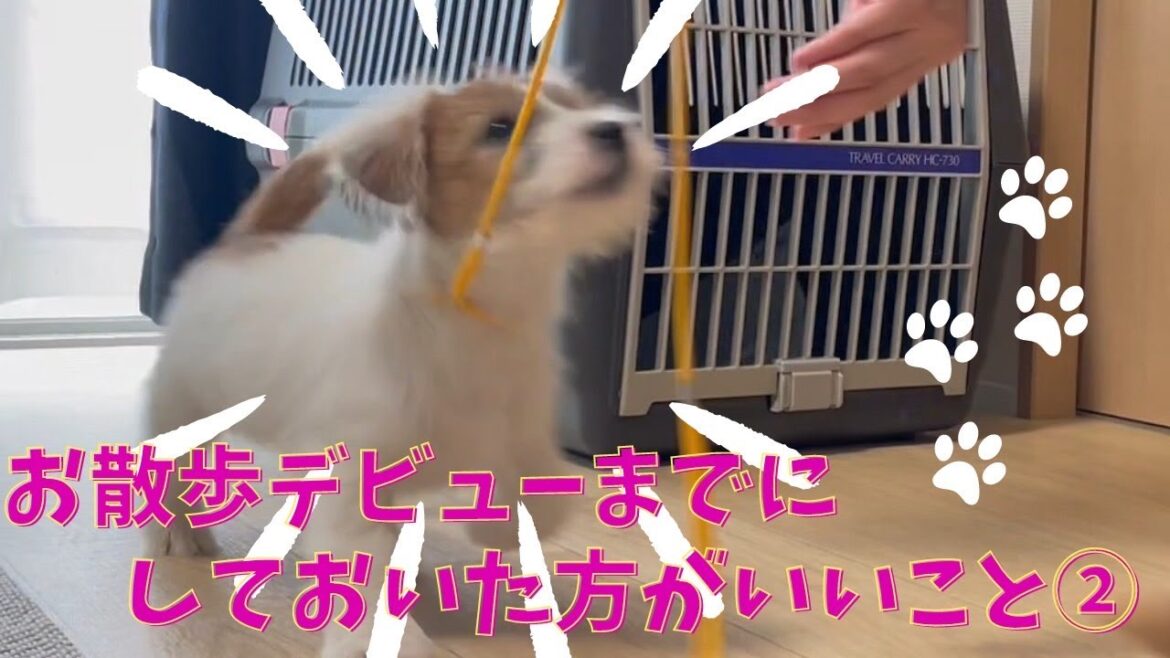 お散歩デビューまでにしておいたほうがいいことその②