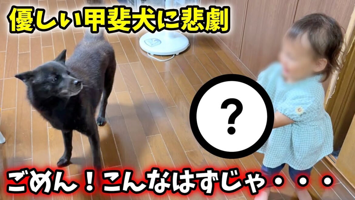 娘を心配する優しい甲斐犬に悲劇が・・・