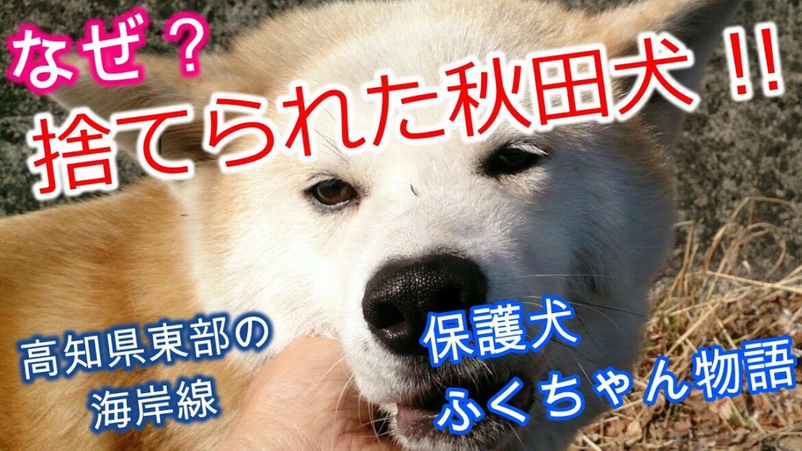 ふくちゃん物語〈前編〉！#akita #akitalife #akitainu #秋田犬＃ふくちゃん＃捨て犬＃保護犬