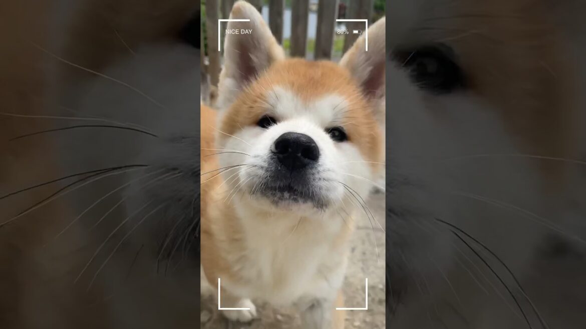 【秋田犬】秋田犬子犬モフモフ達は今日も元気に遊んでます！#shorts