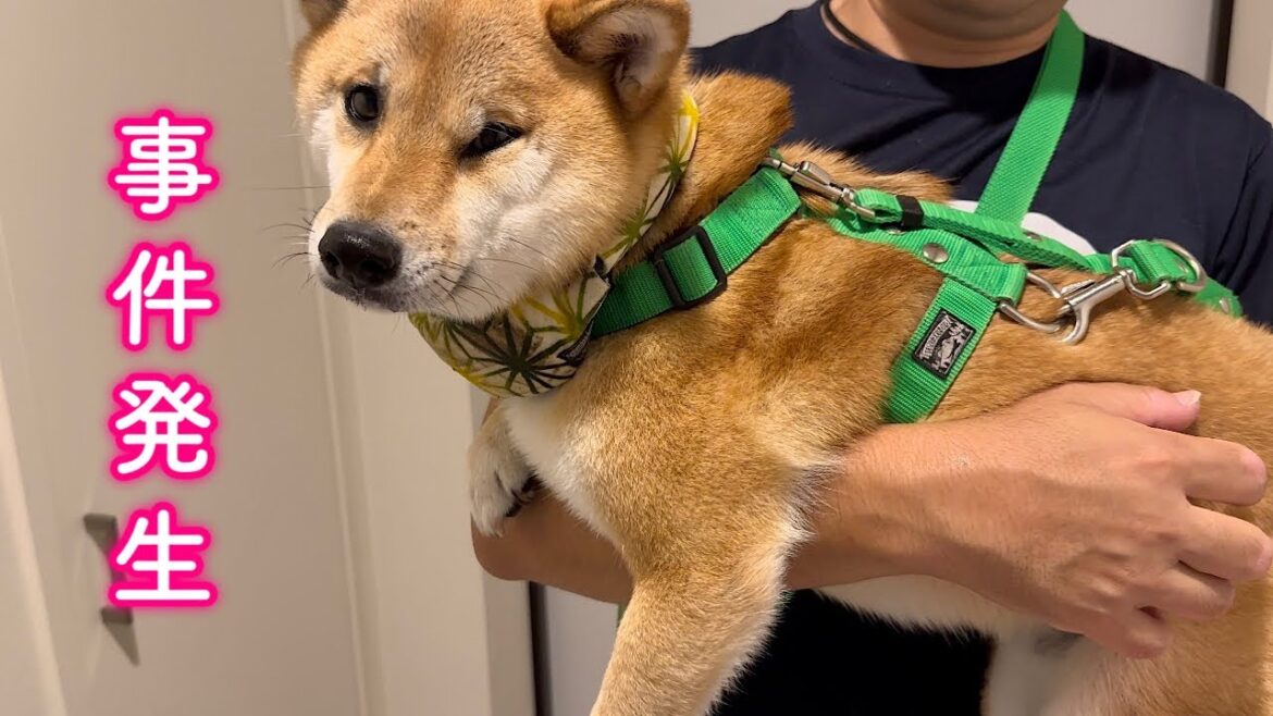 早朝からハプニング発生で緊急搬送される柴犬が可愛い