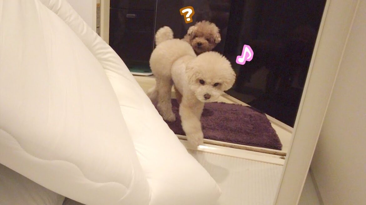 ちょっとした事件を起こした愛犬が悪びれなく1番楽しそうな様子がこちら