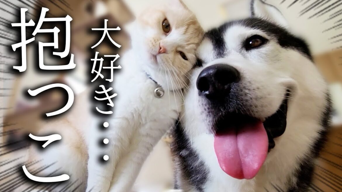 体調を崩した犬が元気になり嬉しすぎて猫がこうなりました...