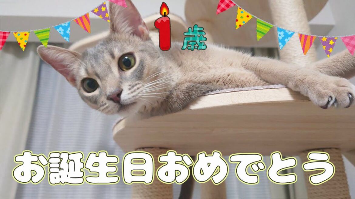 【パーティー】ちぃちゃん、1歳になりました【猫動画】