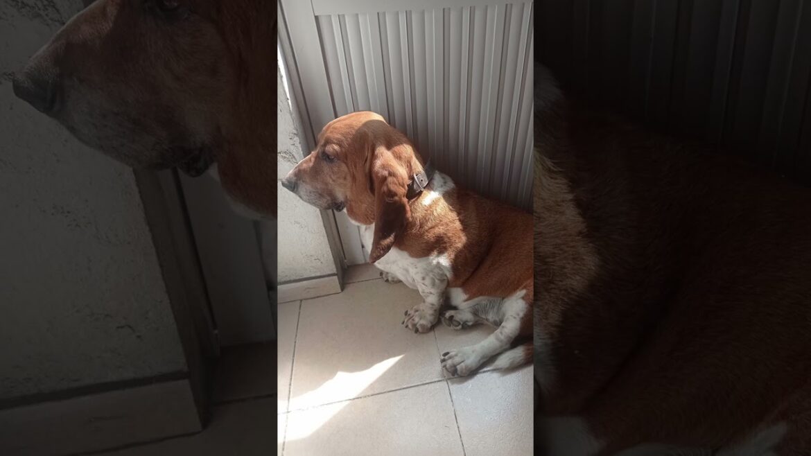 el pachón | #bassethound #funnypets #funnyanimals #shorts