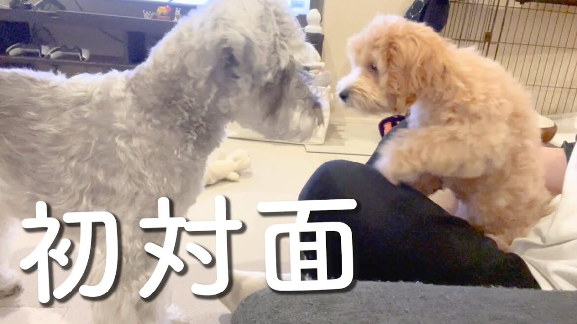 【ご報告】我が家に新しく家族をお迎えすることにしました！3ヶ月のマルプー