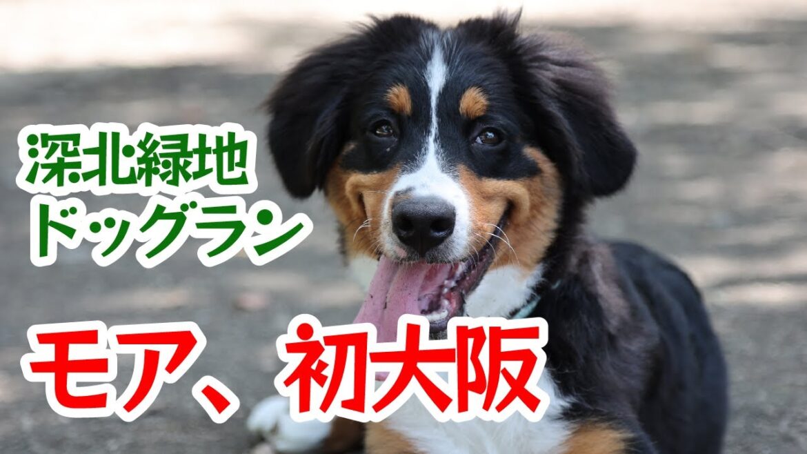 モア、犬生初の大阪に上陸！　バーニーズ・マウンテン・ドッグの仔犬