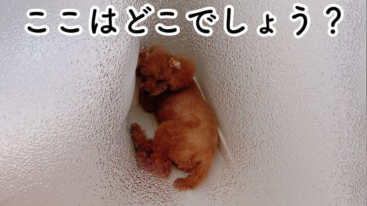 Taruちゃん、そんなところで寛がないでー😂甘え方が可愛い…♥️トイプードルのTaruto＆Rasuku