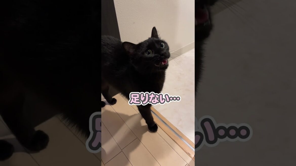 無限に「なでなでしてっ」と要求する猫