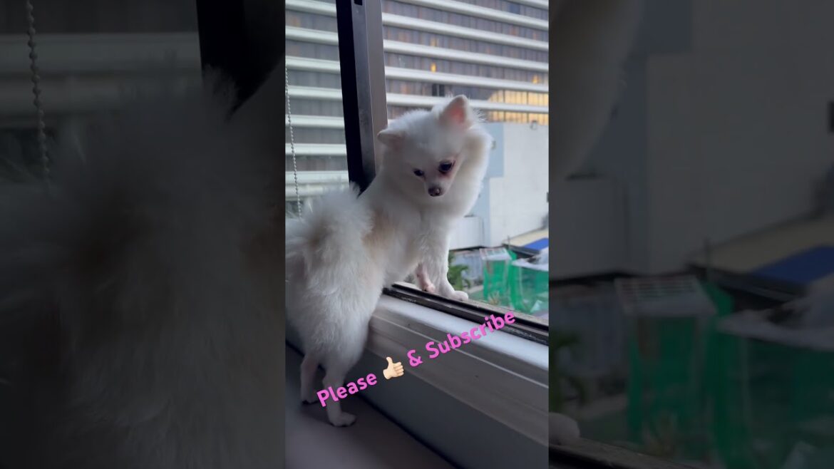 Doggie in the window 🪟 #dog #pomeranian #puppy