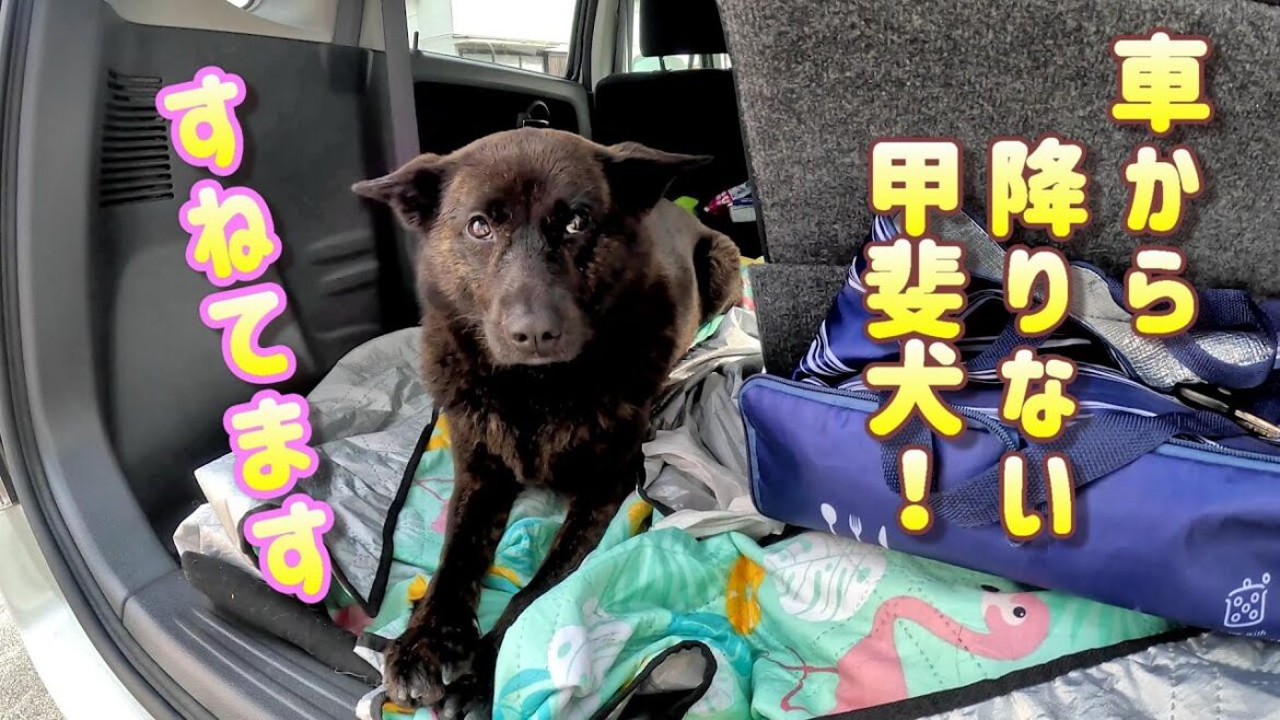 遊び足りなく車から降りない、すねた甲斐犬-　甲斐犬いち