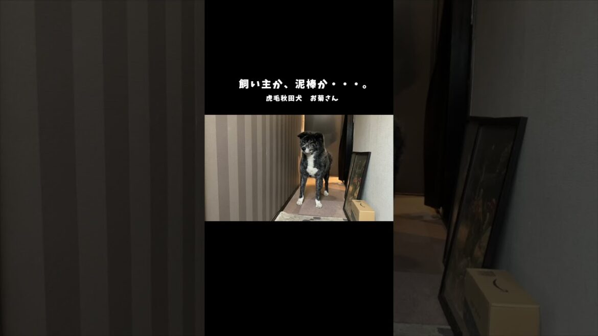 飼い主の足音を不審がる秋田犬お菊【大型犬】【akita dog】#shorts 飼い主の足音を不審がる秋田犬お菊【大型犬】【akita dog】#shorts