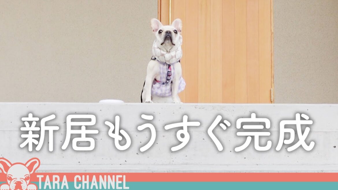 完成間近の新居で嬉しくなっちゃうフレブルが可愛いすぎるｗ【犬と暮らす家づくり】