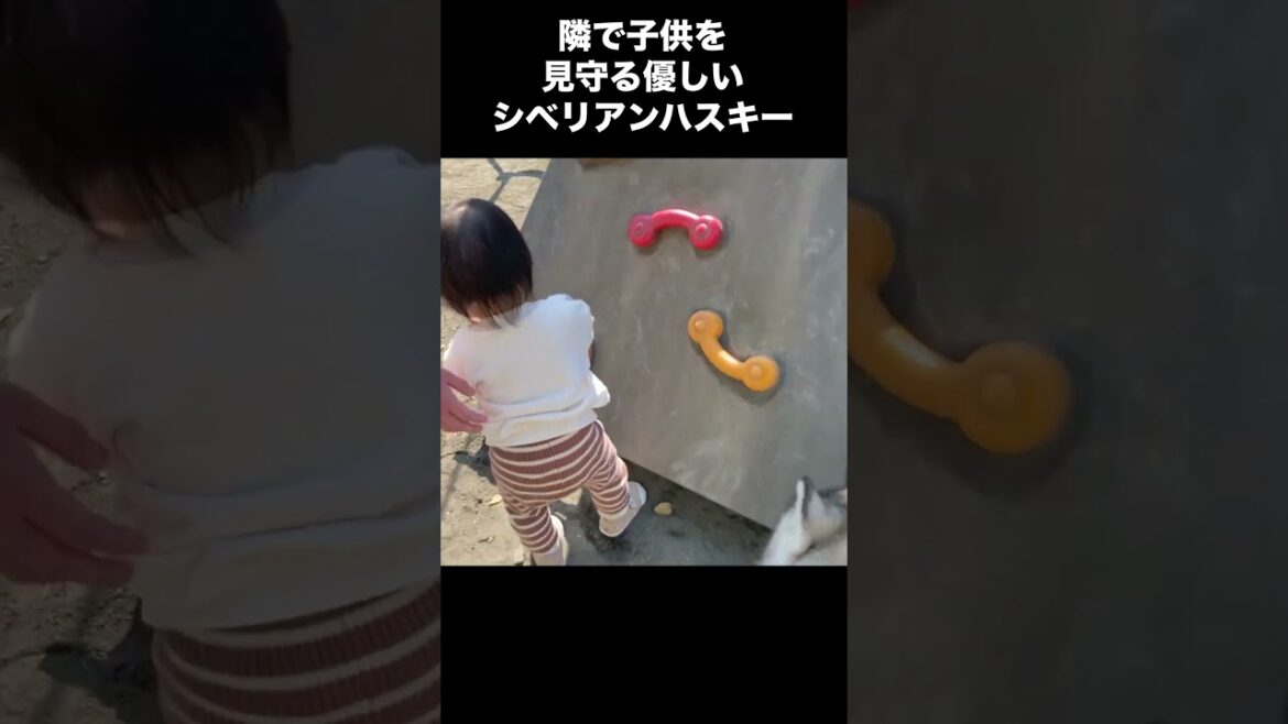 1歳児を見守るシベリアンハスキーのクレア #shorts