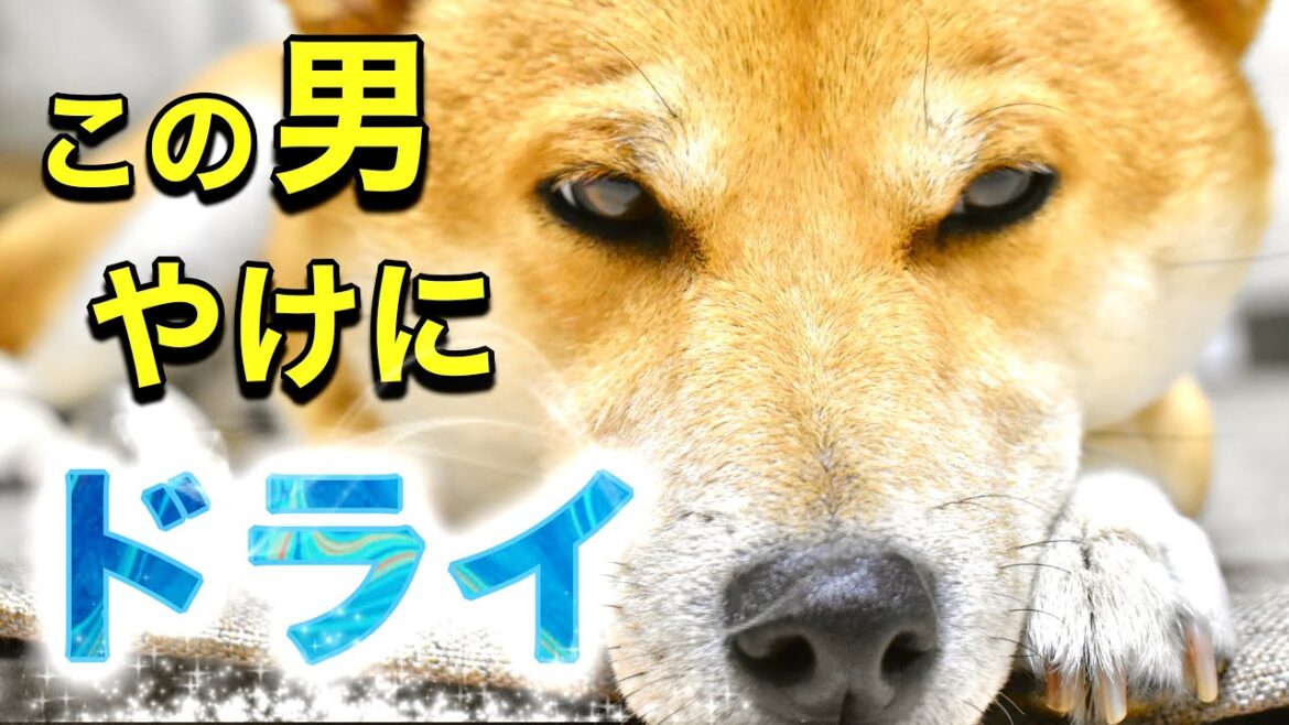 夏のあのイベントに向けて練習をする柴犬は日本の政治にも言及する【あるじのステップ】