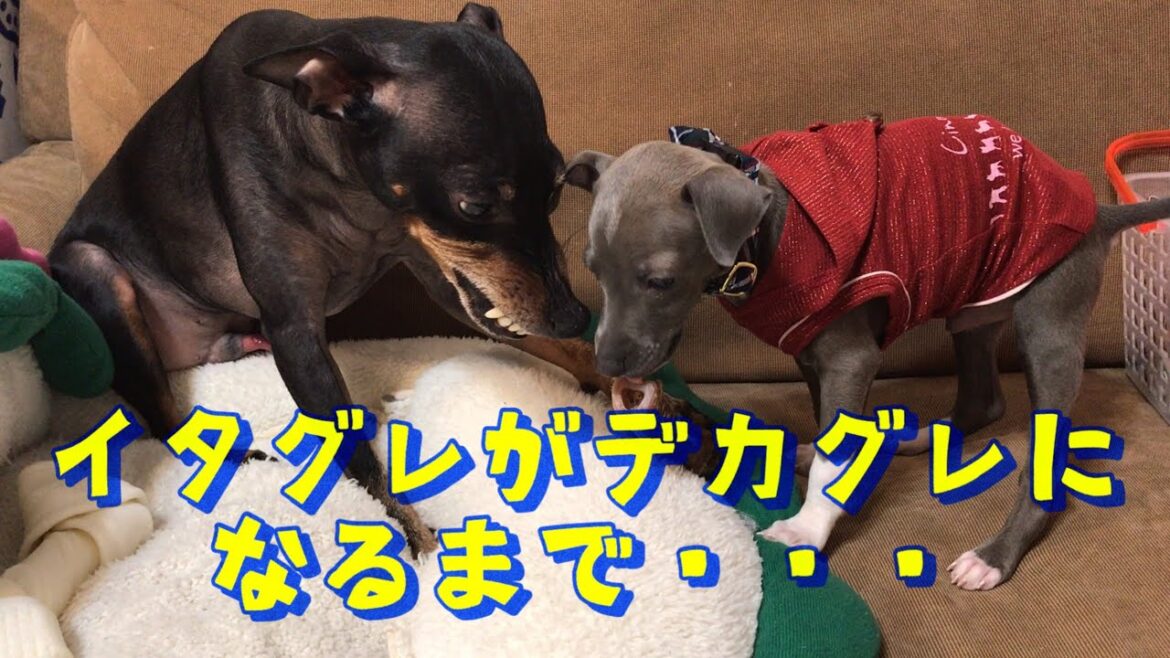 イタグレがデカグレになるまで・・・！