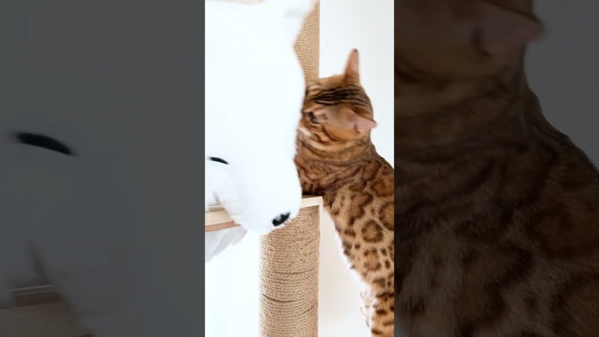 ぬいぐるみ にブチギレたベンガル猫 #shorts