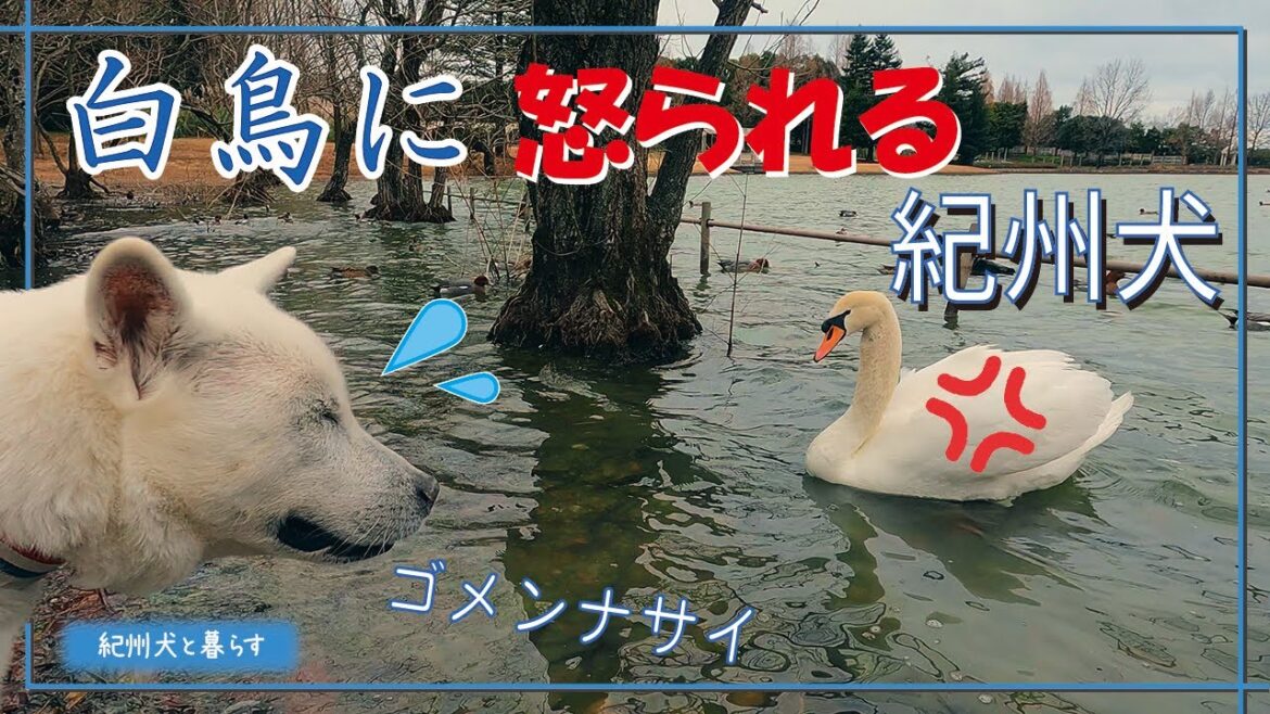 調子に乗って白鳥に怒られた紀州犬