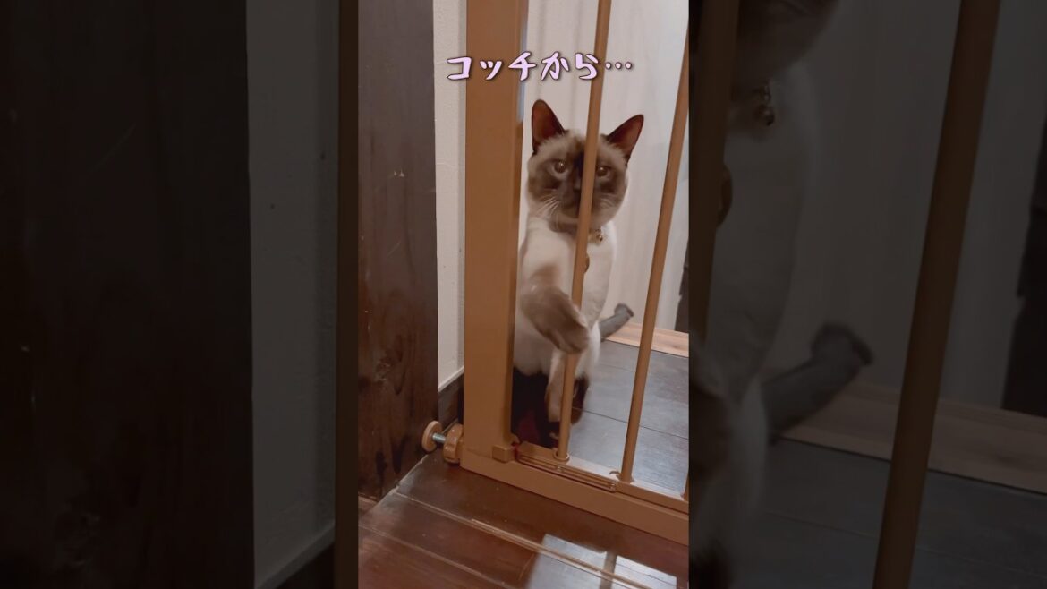 ゲートの隙間から入りたい猫。#保護猫 #シャムミックス #short