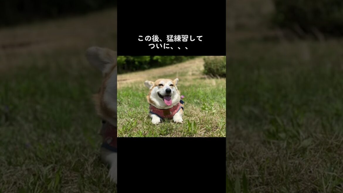 【完】ベル鳴らし#short #shortvideo