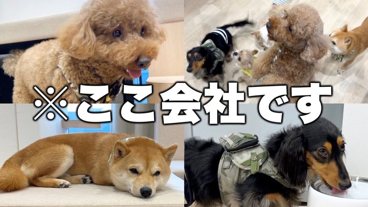 愛犬と同伴出社できる新時代のオフィスに潜入してきた！【ココグルメ】