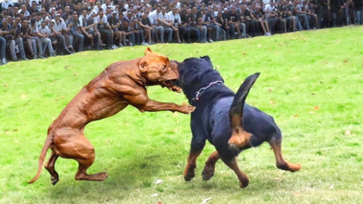 Rottweiler vs Pitbull Terrier - Pitbull vs Rottweiler Real Fight Kill