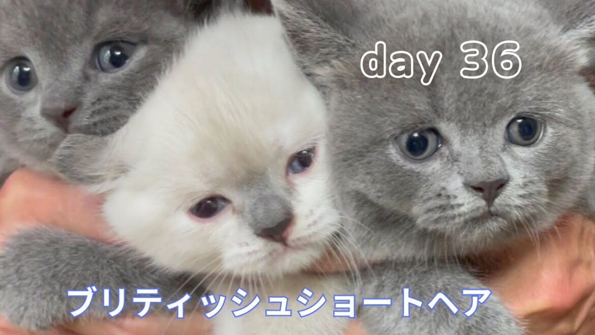 【ブリティッシュショートヘア子猫36日目】社会化のお勉強進行中！