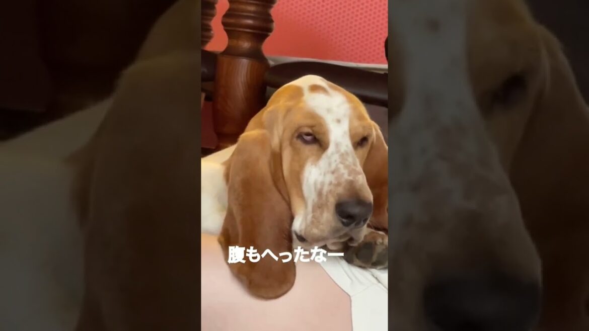 眠いのか、腹減ってるのか、怒ってるのかよく分からないバセットハウンド #shorts #バセットハウンド #bassethound