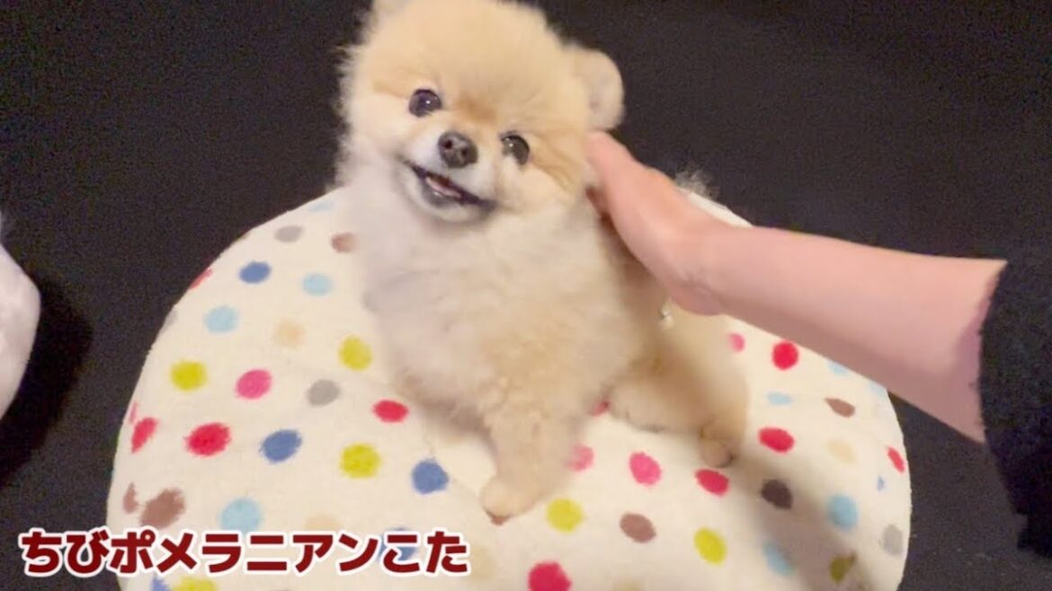 【可愛い😍】いちいち笑わせてくれるちびポメラニアン 【可愛い😍】いちいち笑わせてくれるちびポメラニアン